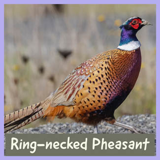 Ring-necked Pheasant